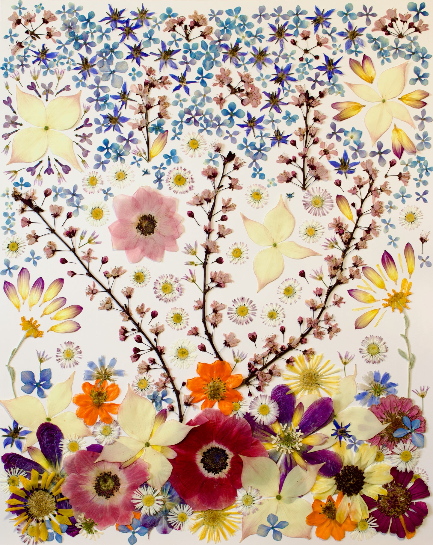 Pressed Botanical Print, "Springs Eternal"