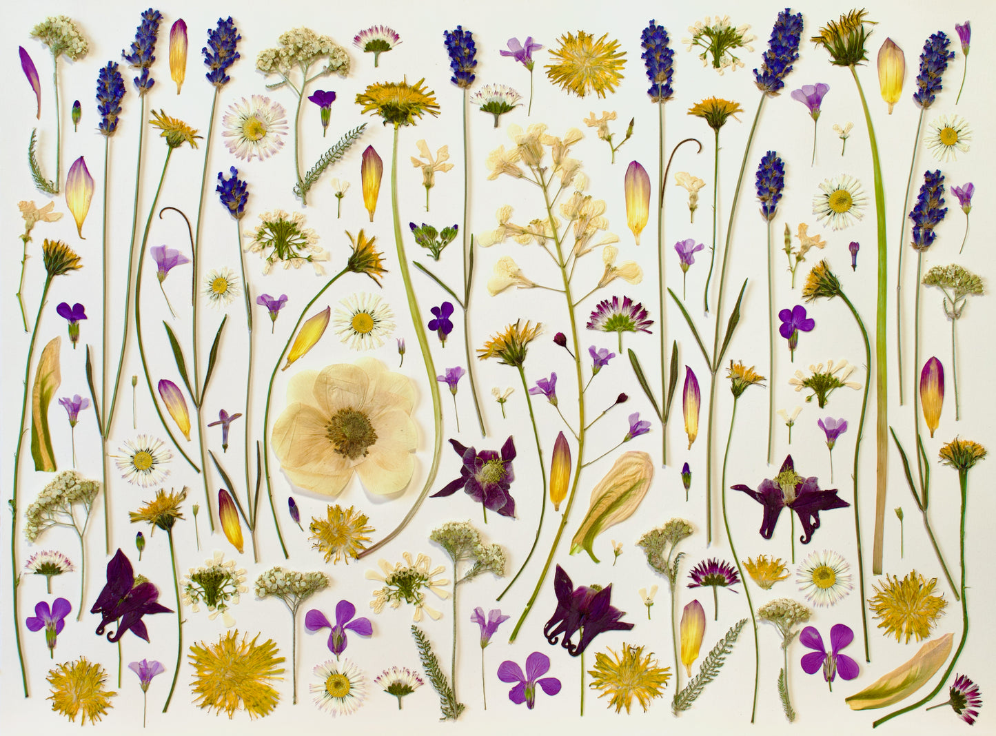 Pressed Botanical Print, "Meadowscape"