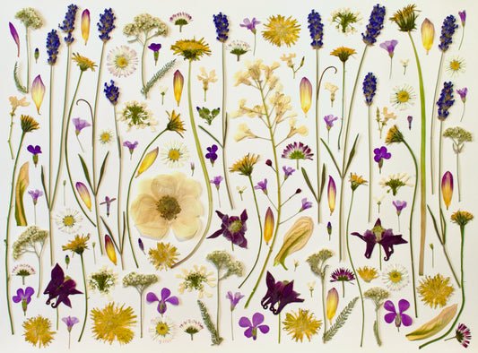 Pressed Botanical Print, "Meadowscape"