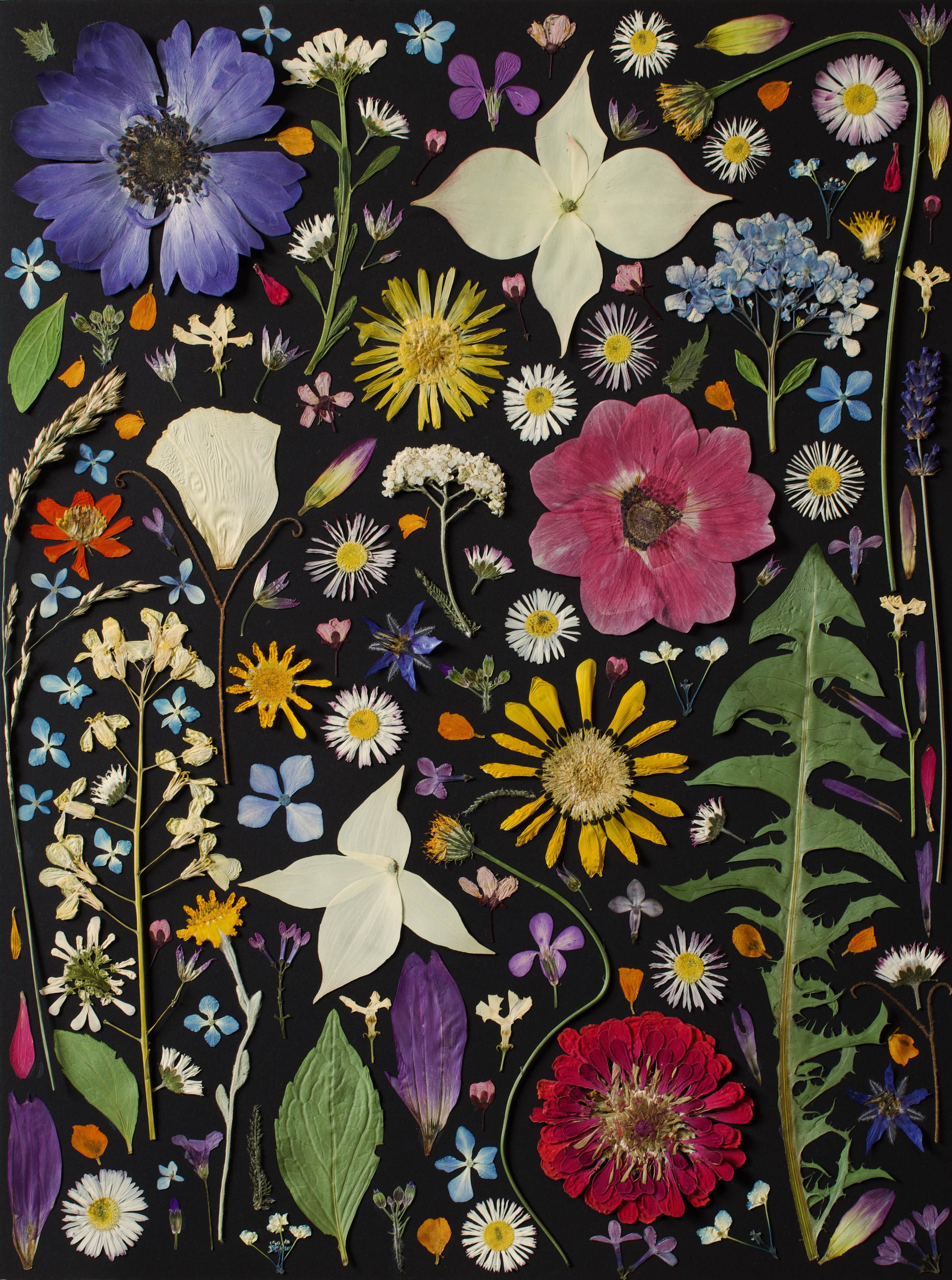 Pressed Botanical Print,